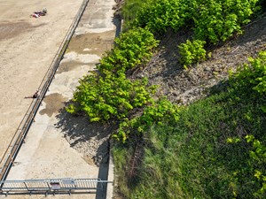 Update on Japanese Knotweed in Overstrand