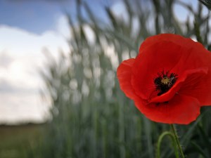 Statement from Cllr John Toye on the 83rd anniversary of the Battle of Britain