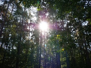 Country Parks to fly Green Flags again for 18th consecutive year